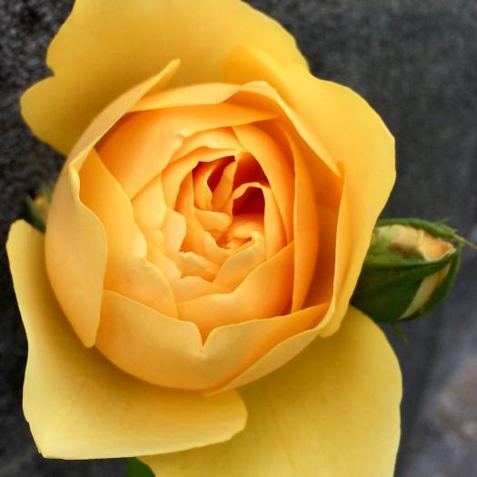 Rosa 'Graham Thomas'