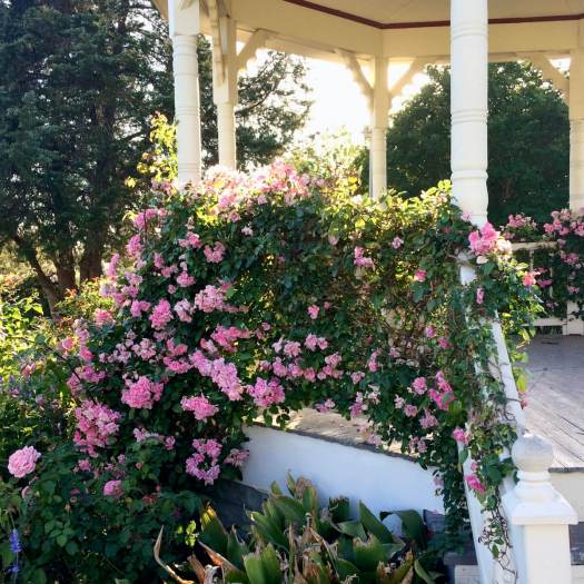 Rambling roses trail over the gazebo railings