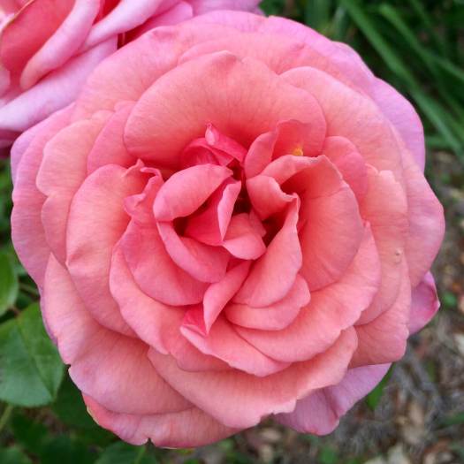 Salmon pink rose