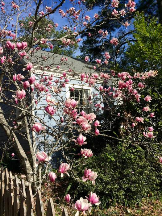 Saucer magnolia with pink flowers in a garden