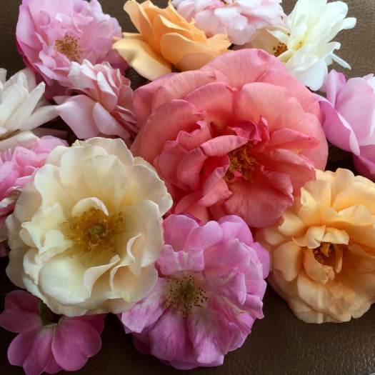 Shrub and antique roses
