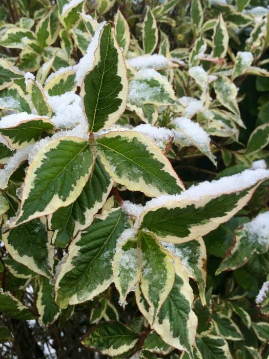 Snow forms an extra layer on a variegated leaf