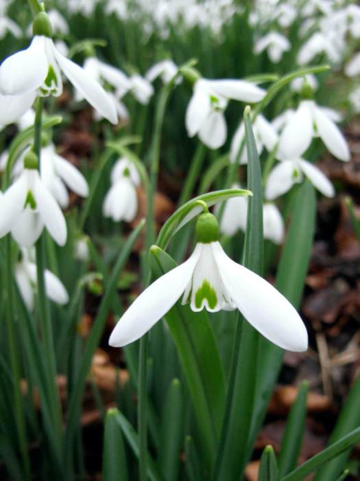 Snowdrops