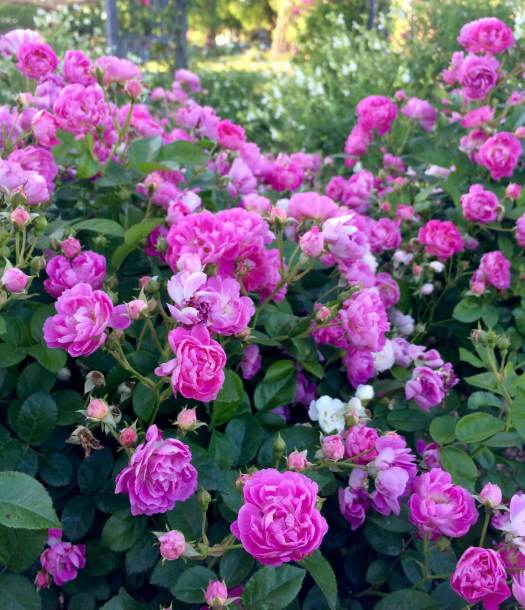 Antique Rose Emporium in Brenham, Texas, and Memories of Roses – Susan ...