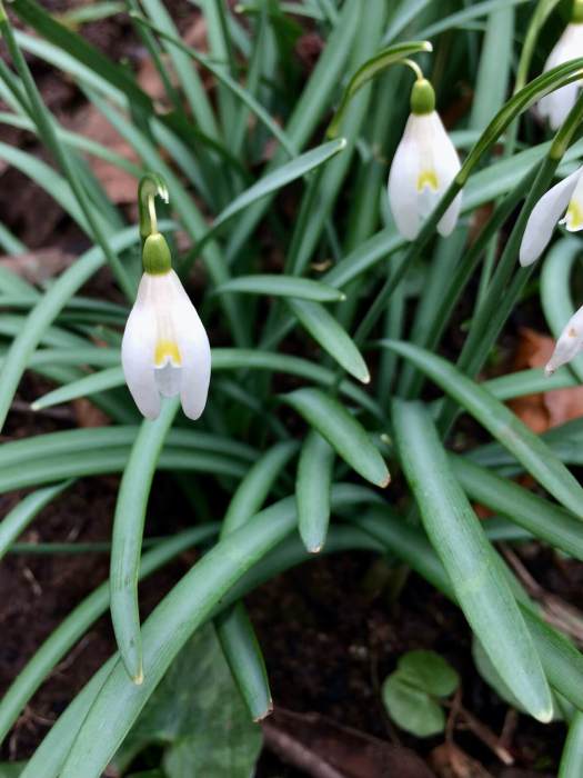 Yellowish snowdrop