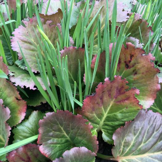 Bergenia and daffodil leaves