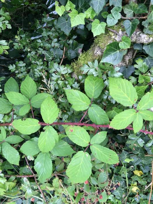 Bramble, English ivy and hawthorn