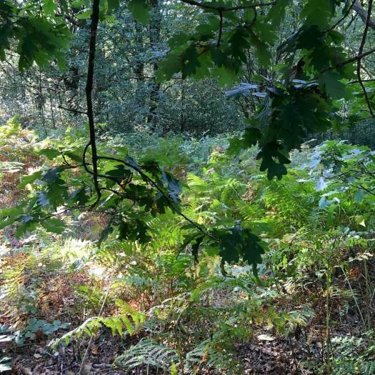 Looking out towards bracken from under an oak tree
