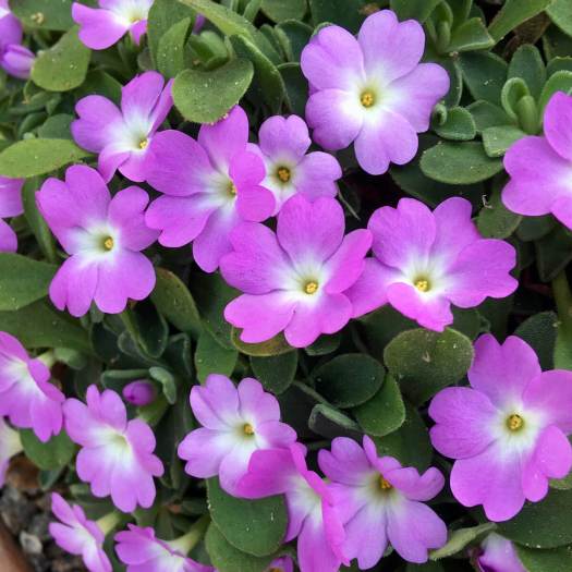Primula allionii 'Elizabeth Earle'