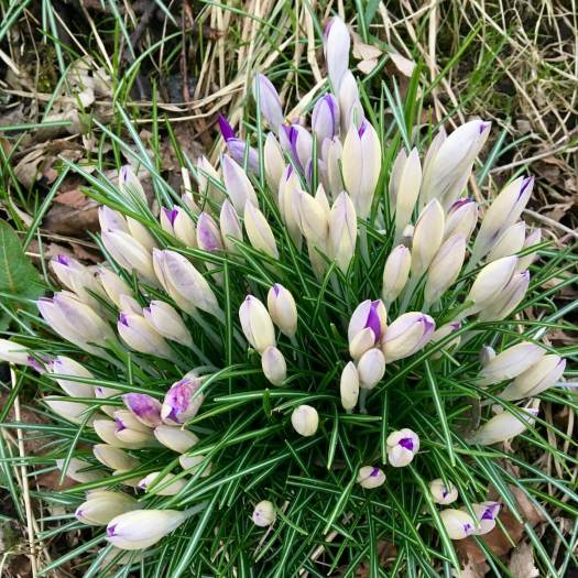 Purple crocus in the bud