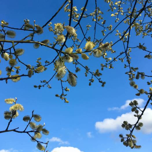 Pussy willows against a blue sky