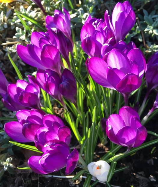 Sunny crocuses