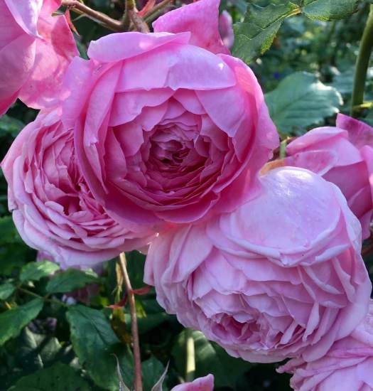 Alan Titchmarsh rose