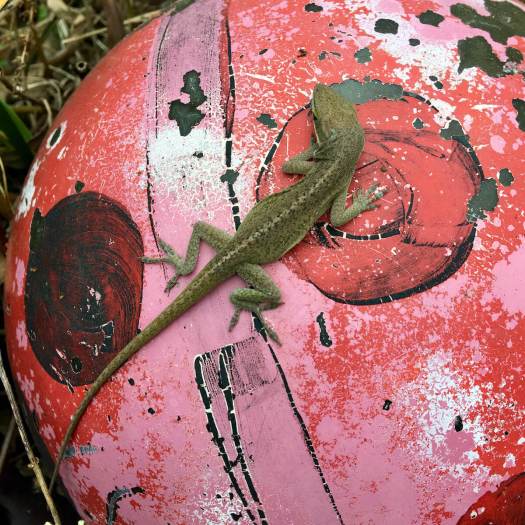 Anole on bowling ball