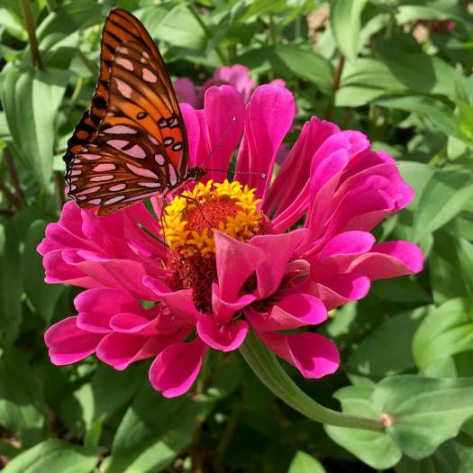 Butterfly on zinnia