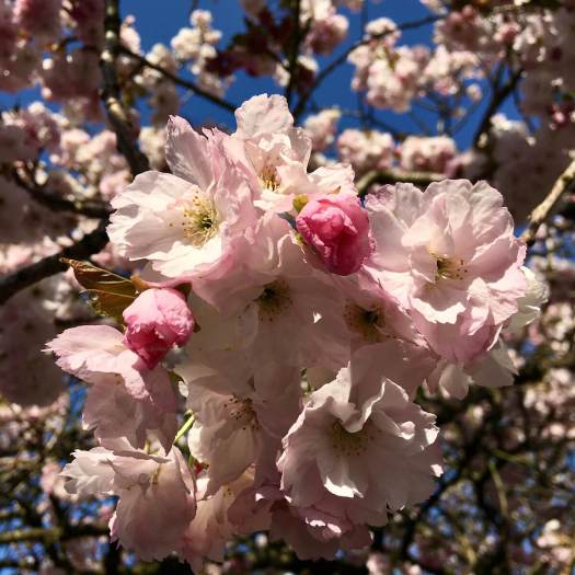 Cherry blossom against a blue sky