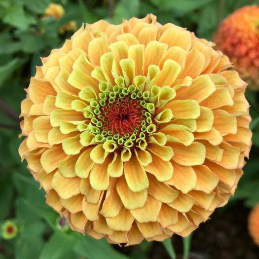 Double zinnia