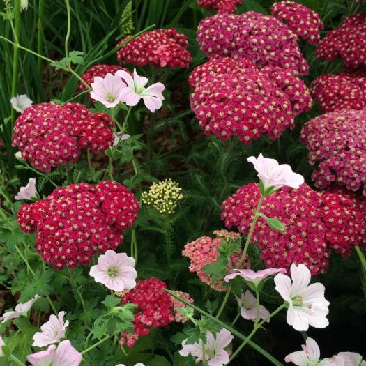 Geranium 'Dreamland' with Achillea 'Saucy Seduction'