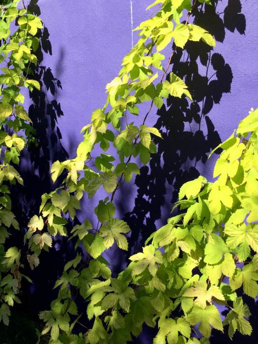 Humulus lupulus 'Aureus | Golden hops vine