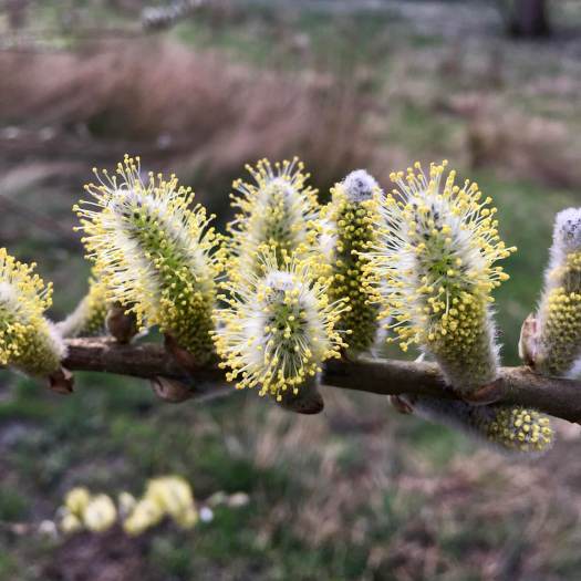 Male pussy willow