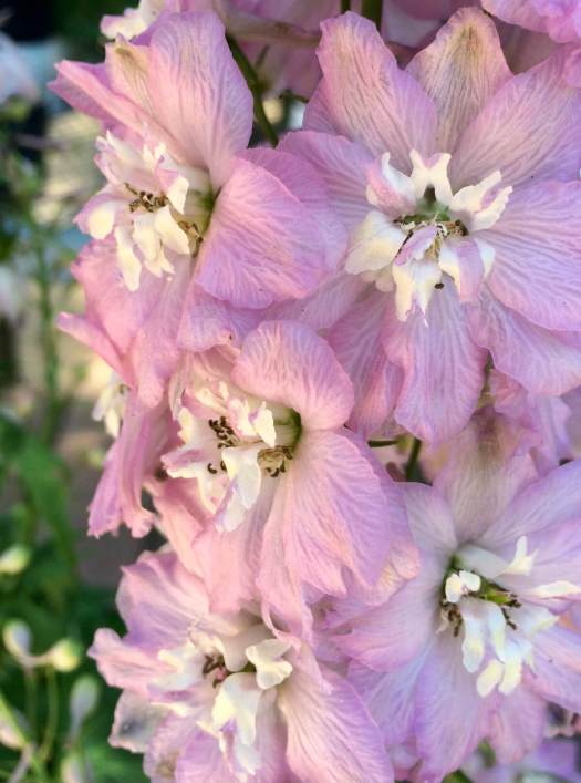 Pink delphinium with a white bee