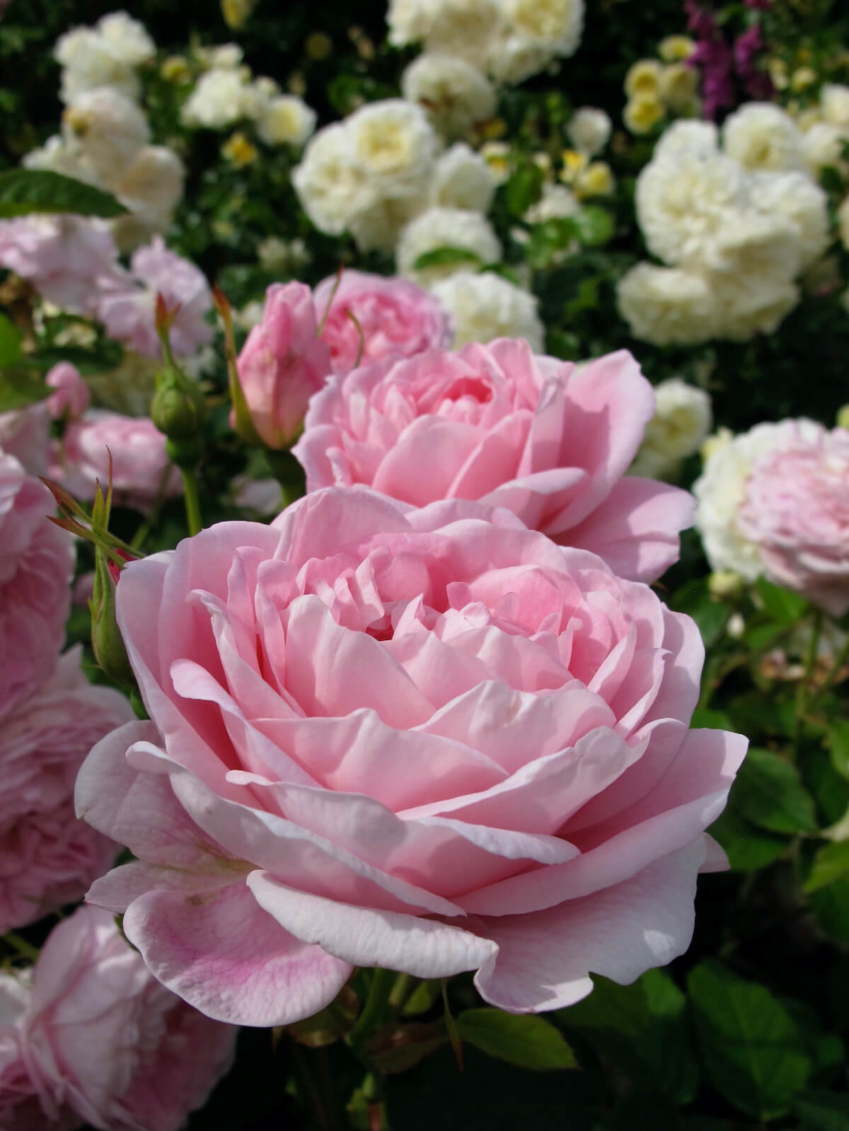 Pink Roses Classic Old-fashioned Pink Roses With Lots of Petals – Susan Rushton