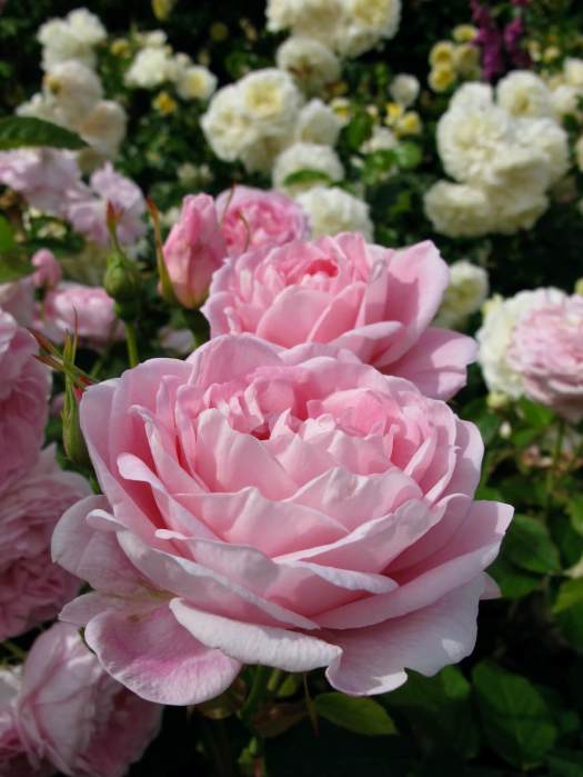 Pink English shrub rose