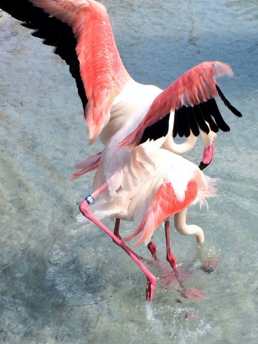Greater flamingos mating