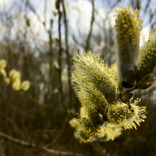 Pussy willow with pollen