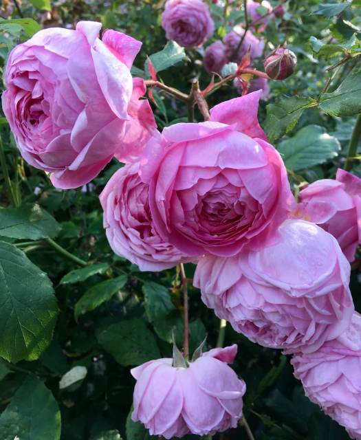 Rosa Alan Titchmarsh