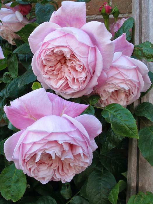 Rosa Spirit of Freedom