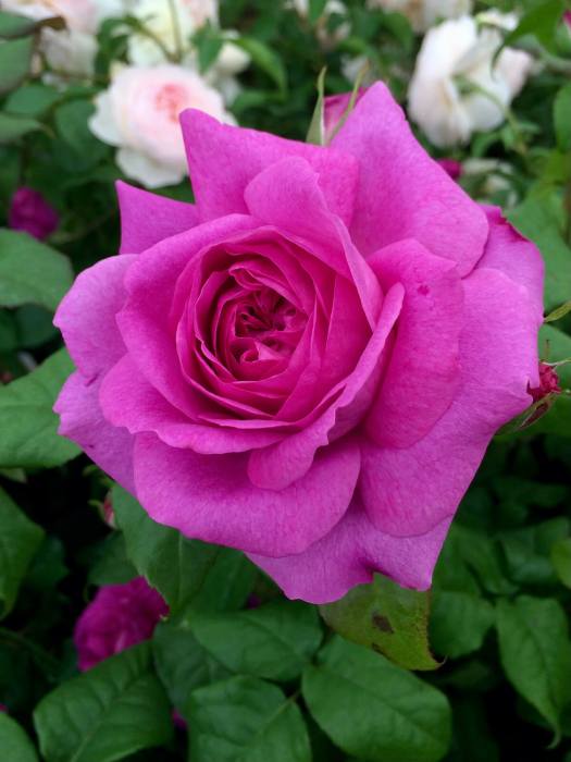 Rosa Young Lycidas