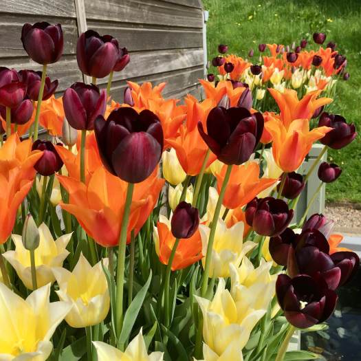 Mixing colours of tulips: purple, orange and yellow