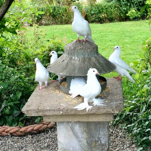 White dove with feathered feet