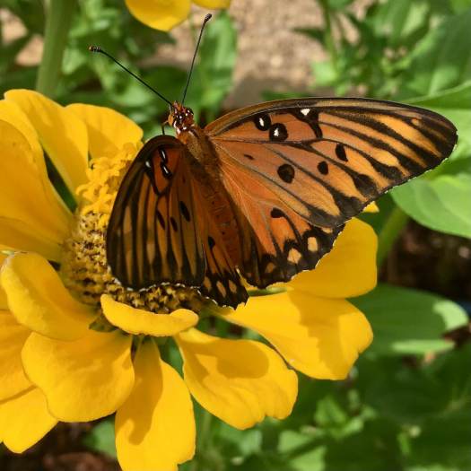 Yellow zinnia with butterfly