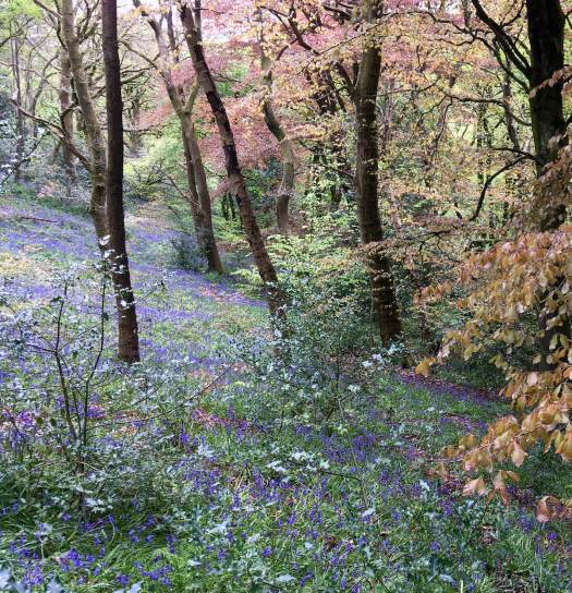 Bluebell wood