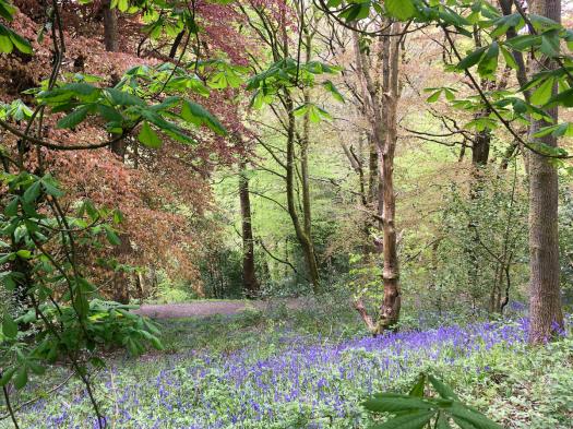 Bluebell wood