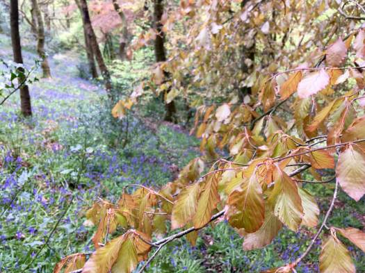 Fresh beech leaves hang over bluebells