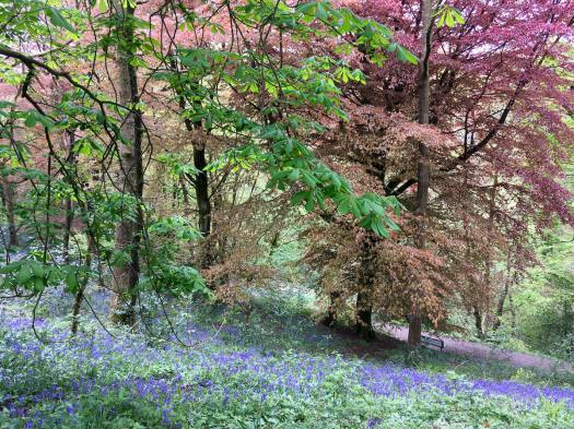 Bluebells in Sunnyhurst Wood