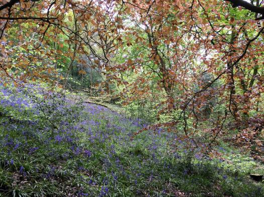 English bluebells under a beech canopy