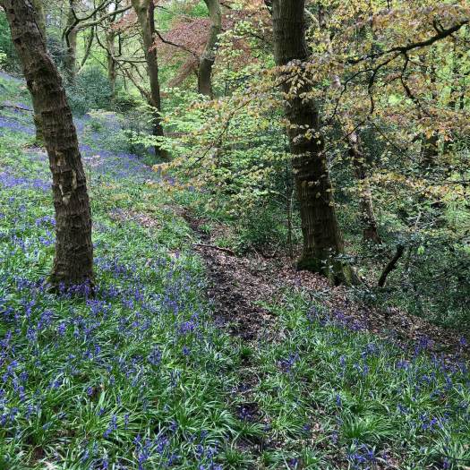 Narrow path through bluebell wood