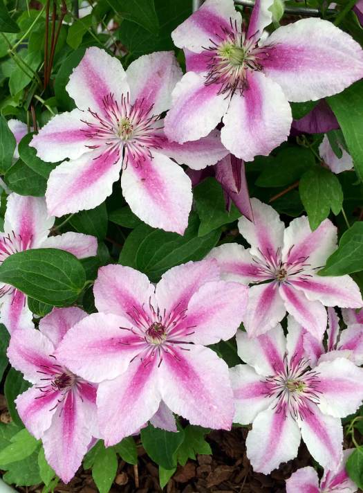 Clematis 'Darius'