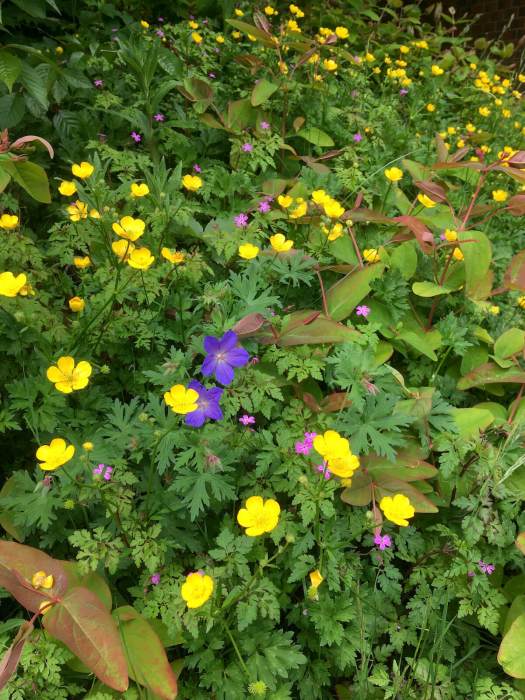 Common buttercups with wild and cultivated geraniums