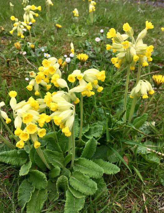 Cowslips (Primula veris)