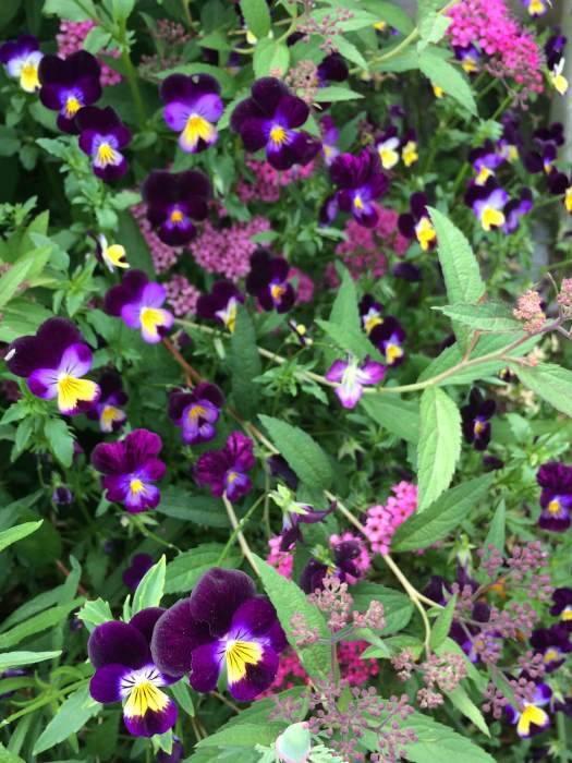 Dark purple violas