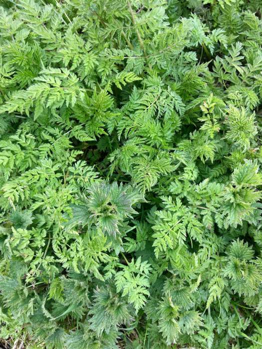 Lacy leaves of wildflowers