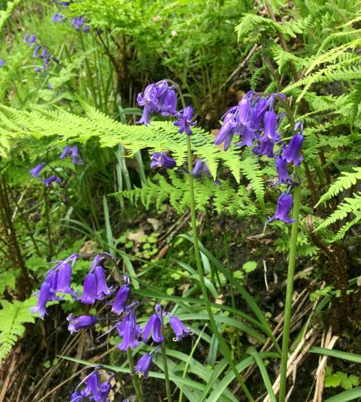 English bluebells
