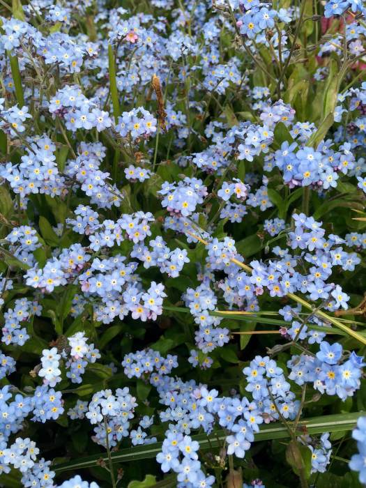 Forget-me-nots