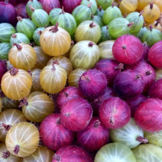 Gooseberries of different colours