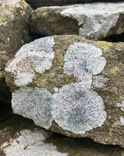 Flat, powdery lichens with hints of lilac, aqua, brown and yellow